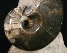 Large Polished Fossil Nautilus - France #10971-3